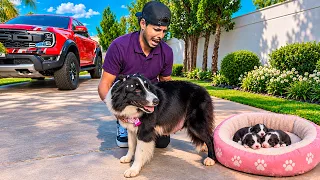 ACHO QUE MINHA CACHORRA SKY TA GRAVIDA DE NOVO 😭