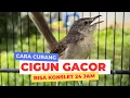 Download Lagu Cara membuat cigun konslet 24 jam gacor