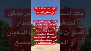 أغرب معلومة عن الهدهد ممكن تسمعها الهدهد يقدر يخيف الثعبان والصقور بتلك الطريقة 