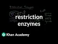 Restriction enzymes