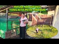 Lagu PERGI NEBAS RUMPUT DIKEBUN DAN KASIH TEMAN TEMAN LIAT PERKEMBANGAN AYAM YANG KITA PELIHARA
