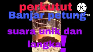Download PERKUTUT BANJAR PETUNG DI BURU BANYAK KOLEKTOR!! MP3