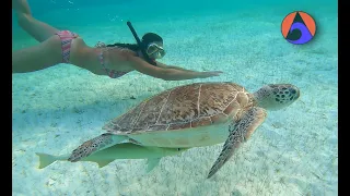 So Close you can TOUCH Them [WI Ep 108]