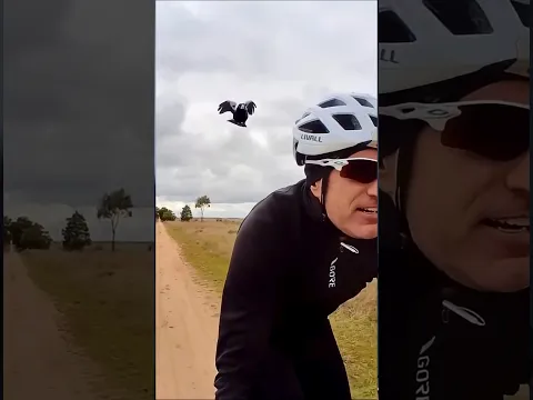 Most Dangerous Bird ☠️