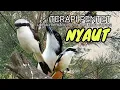 Download Lagu Terapi Suara Cendet Alam Liar Untuk Merangsang Burung Cendet Supaya Gacor Rajin Bunyi