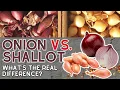 Download Lagu Bawang bombai atau bawang merah? Rahasia yang Harus Diketahui Setiap Koki Rumahan