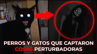 8 VIDEOS DE MASCOTAS QUE CAPTARON FANTASMAS