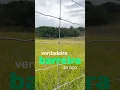 Vídeo do produto - Tela Campeira Ovinos - Malha 30x10cm - Fios de aço 2,50mm - 650kgf - 50m