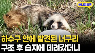 하수구 속에 쓰러져있던 야생 너구리 신고받고 구조했더니ㅣKBS 자연의 철학자 220624 방송