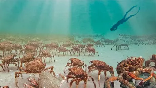 GIANT Crab Army (Under Our Boat) 😳