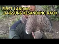 Download Lagu First Landing || Tapau tercepat, mikat tekukur di kebun sawit