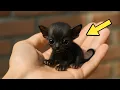 Download Lagu Man Thinks He Saved a Puppy. When the Vet Sees It, He Turns Pale!!