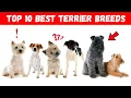 10 Best Terrier Breeds Ever You Won t Believe What s