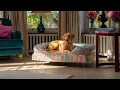 The Dog Walk Collection designed by Omlet