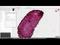 9 - Brightness contrast color transforms