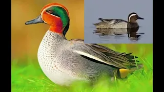 خلط صوت حذاف شتوي وهرار او الكراط 