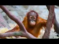 Download Lagu A brief look at Vevlet Kawi a beautiful critically endangered Sumatran Orangutan