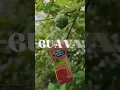 Country Choice Guava Juice