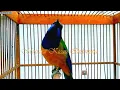 Download Lagu Masteran Cucak Cungkok Istimewa Full Isian Tembakan Cililin Pelatuk Lvbird Murai Air Gelatik Parkit
