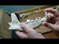 How to Clean a Wolf Skull