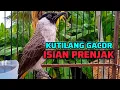 Lagu KUTILANG GACOR ISIAN PRENJAK KEPALA MERAH