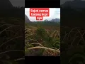 Download Lagu buah kopi nya super lebat, sampai batang kopi nya merunduk semua 😱😱 #kopi #pertanian #fypシ゚viral