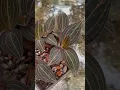 Download Lagu Jewel Orchid Ludisia Discolor #jewel Orchid #LudisiaDiscolor #houseplantslover #rareplants
