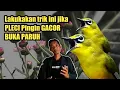 Lagu Trik paling jitu GACORKAN PLECI tanpa doping 100% BUKA PARUH