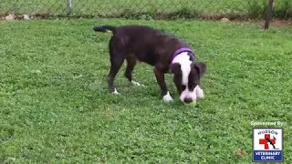 Wednesday Wags - Meet Tommy