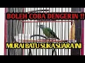 Lagu Cucak cungkok Betina Super Gacor