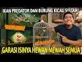 Download Lagu GARASI DISULAP KANDANG HEWAN SULTAN! IKAN PREDATOR \u0026 BURUNG KICAU SULTAN ADA DISINI! BAWA PULANG?!