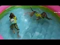 Download Lagu Baby Monkey Dodo | Dodo Swimming Well In Deep Water