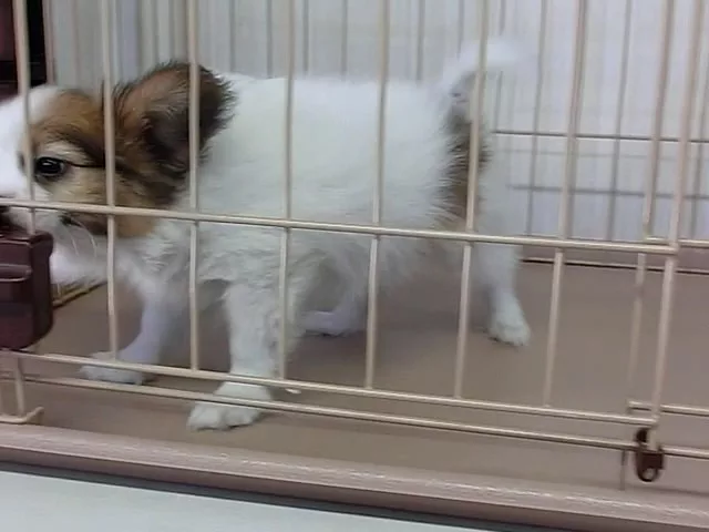 動画