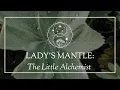 Download Lagu Lady's Mantle: The Little Alchemist