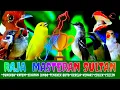 Download Lagu FULL SADIS!! Raja Masteran Sultan Isian pakem semua juri nasional   II ANAK KUCING MEONG MEONG