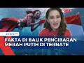 Download Lagu Unik! Cerita Gubernur Malut Sherly Tjoanda Kibarkan Bendera Merah Putih di Dasar Laut Sulamadaha