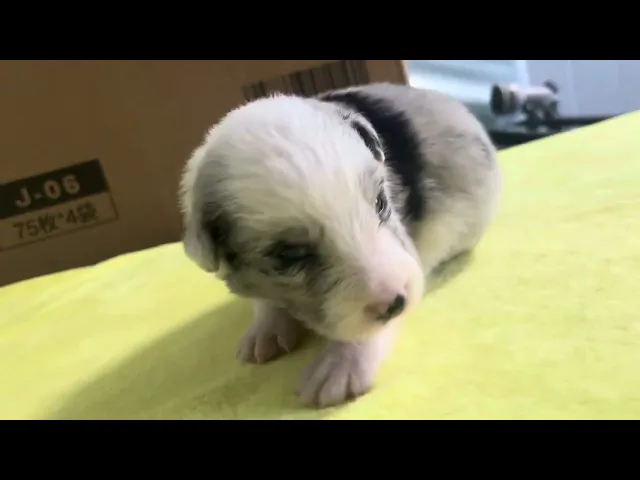 動画