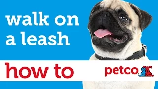 How to Teach Your Dog to Walk on a Leash Petco