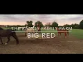 Big Red - First Introduction to the Herd