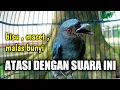Download Lagu BIKIN SRIGUNTING BISU, MACET Jadi Ikut GACOR EMOSI Langsung NGELAWAN | srigunting abu abu gacor