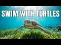 Swimming with Turtles in Akumal Everything You Need to Know