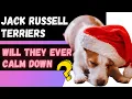 Do Jack Russell Terriers Ever Calm Down Here s The Truth