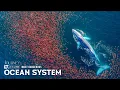 Inside the Ocean s Living System From Plankton to Predators The Ocean s Largest Food Chain