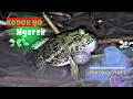 Lagu Marsh Frog Sound For Sleeping and Relaxing || suara kodok ijo