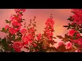 Chad Lawson - fields of forever (solo piano)