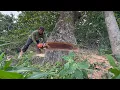 Download Lagu Fastest skill cutting down 2 Huge tree with strongest chainsaw ‼️