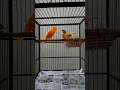 Download Lagu kenari gacor ngerek betina langsung NGLEPER #burung #burunggacor #birds #birdsounds #canary