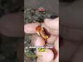 Download Lagu tiba tiba aja 😭 #pets #crab #vlog #sad