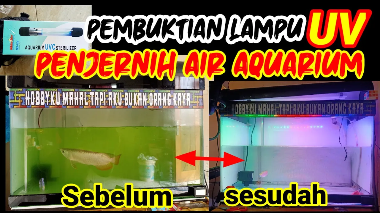 Benarkah Lampu UV Justru Membasmi Bakteri Baik yang Ada di Aquarium Ikan Mas Koki?