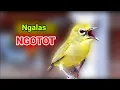 Download Lagu Pancingan Suara Burung PLECI GACOR - PATEN MENGUNDANG EMOSI BUNYI 100%  NGALAS NGOTOT
